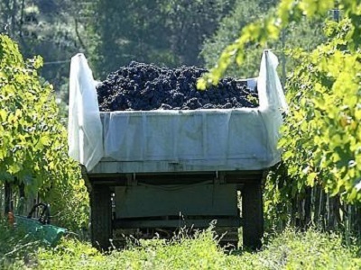 Convalida documenti di accompagnamento prodotti vitivinicoli - variazione - Nizza Monferrato